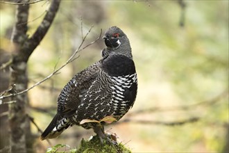 Spruce grouse (Falcipennis canadensis)