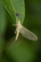 Yellow mayfly (Potamanthus luteus)