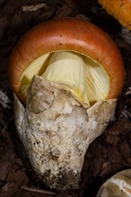 Emperor mushroom