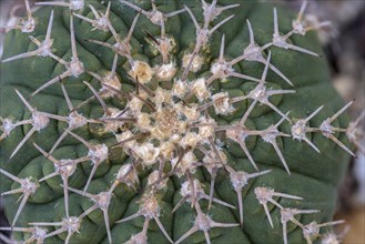 Gymnocalycium triacanthum