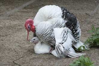 Croellwitzer turkey