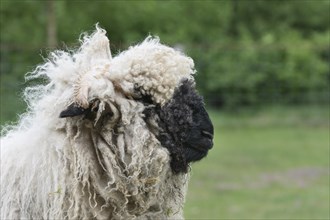 Valais blacknose sheep