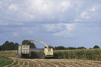 Mechanical maize harvest