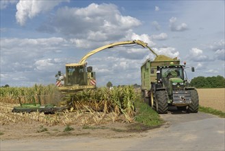 Mechanical maize harvest