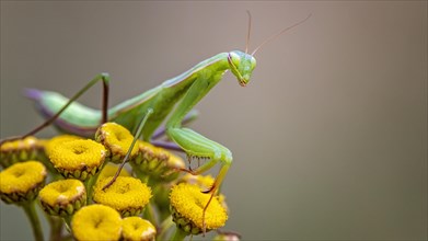 European mantis (Mantis religiosa) green variant