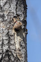Observing the northern flicker at the exit of the nest hole (Colaptes auratus)