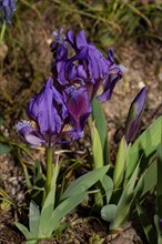 Pygmy iris (Iris pumila)
