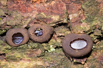 Black bulgar (Bulgaria inquinans)