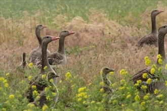 Greylag geese (Anser anser) with goslings