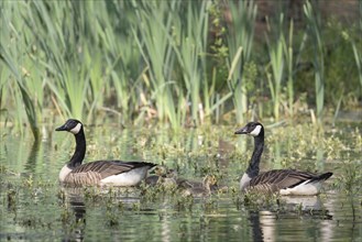 Canada geese (Branta canadensis) and Goessel