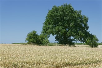 English oak (Quercus robur) in a wheat field (Triticum)