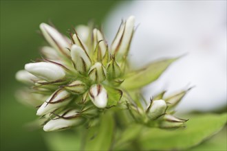 Garden phlox (Phlox paniculata)