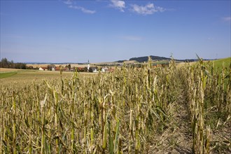 Maize (Zea mays) plants in a field with hail damage after a heavy storm near Schildorn