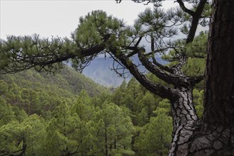 Canary Island pine (Pinus canariensis) Parque Nacional de la Caldera de Taburiente