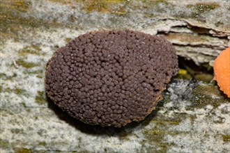 Slime mold (Tubifera ferruginosa)