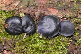 Black bulgar (Bulgaria inquinans)