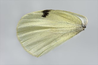 Large cabbage white butterfly (Pieris brassicae)