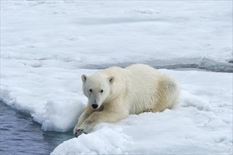 Polar Bear (Ursus maritimus) on Pack ice