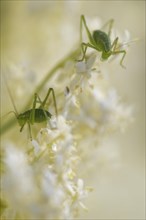 Speckled bush-crickets (Leptophyes punctatissima)