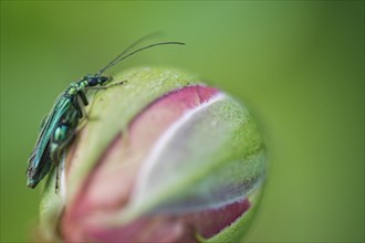Thick-legged flower beetle (Oedemera nobilis) on rose bud (Rosa)