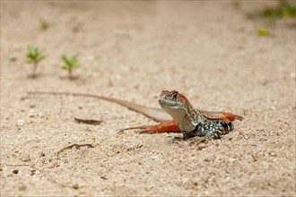 Common butterfly lizard (Leiolepis belliana)