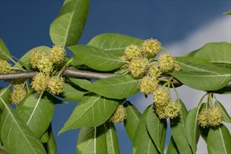 Osage orange (Maclura pomifera)