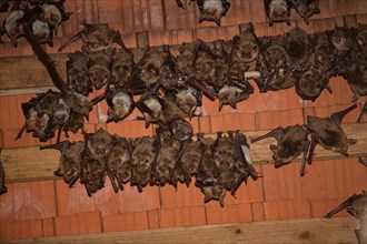 Greater mouse-eared bats (Myotis myotis)