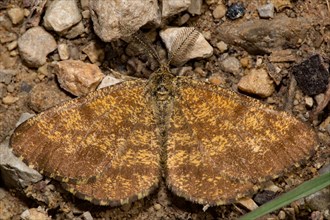 Common heath (Ematurga atomaria)