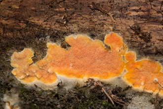 Wrinkled crust (Phlebia radiata)
