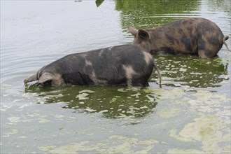 Turopolje-Domestic Pigs (Sus scrofa domesticus)