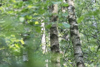Silver birch (Betula pendula)