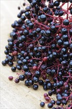 Berries of the black elder (Sambucus nigra)