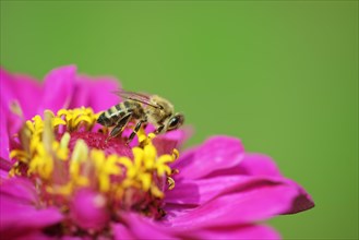 Honey bee (Apis mellifera) is collecting nectar