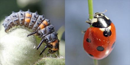 Seven-spott ladybird (Coccinella septempunctata)