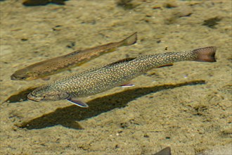 Brook Trout (Salvelinus fontinalis) and brown trout (Salmo trutta fario)