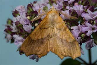 Oak serrated edge moth