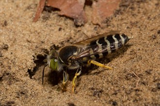 Sand (Bembix rostrata) wasp