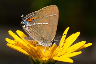 Blue spot hairstreaks (Satyrium spini)