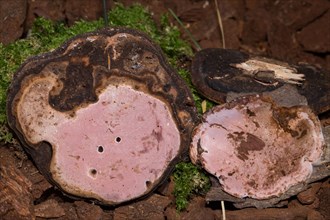 Fungus (Fomitopsis rosea)