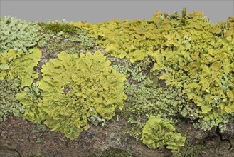 Wall yellow lichen (Xanthoria parietina) (Physia adscendens)