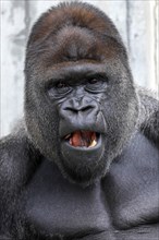 Western lowland gorilla (Gorilla gorilla)