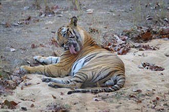 Male Bengal tiger (Panthera tigris tigris) licking a wound