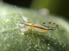 Plantlouse (Aphididae)