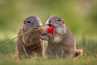European ground squirrel (Spermophilus citellus) feeding on poppy flowers