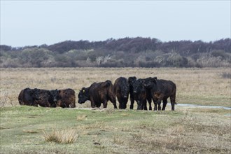 Galloway cattle