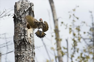 Northern flicker coming to the nest (Colaptes auratus)