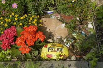 Pet Cemetery