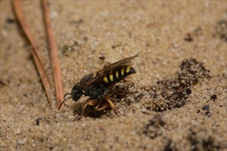 Small-scale (Oxybelus argentatus) sympatric digger wasp