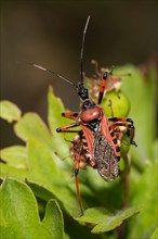 Red (Rhynocoris iracundus) assassin bug