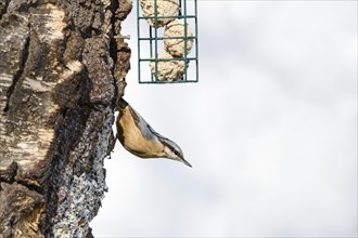 Nuthatch at feeding place
